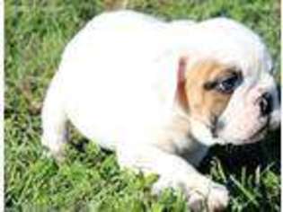 Bulldog Puppy for sale in Thomasville, GA, USA