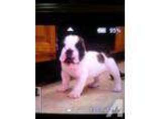 Bulldog Puppy for sale in VINTON, VA, USA