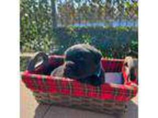 Labrador Retriever Puppy for sale in Buena Park, CA, USA