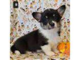 Pembroke Welsh Corgi Puppy for sale in Paso Robles, CA, USA