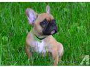 French Bulldog Puppy for sale in FREDERICK, MD, USA