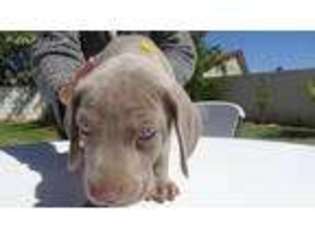 Weimaraner Puppy for sale in Las Vegas, NV, USA