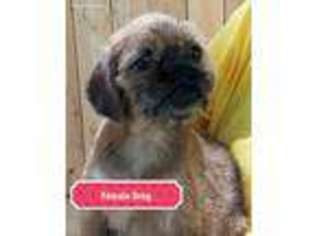 Pug Puppy for sale in Middle Village, NY, USA