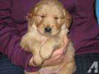 Golden Retriever Puppy for sale in BARNSTEAD, NH, USA