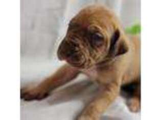Great Dane Puppy for sale in Wheaton, IL, USA