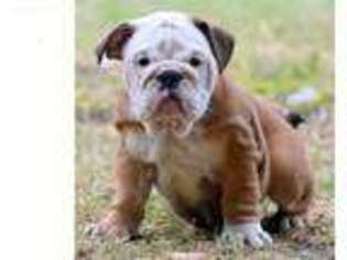 Bulldog Puppy for sale in Canyon Country, CA, USA
