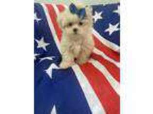 Mal-Shi Puppy for sale in Merritt Island, FL, USA