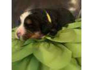 Bernese Mountain Dog Puppy for sale in Kaufman, TX, USA