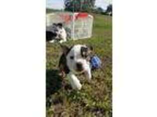 Mutt Puppy for sale in Seffner, FL, USA