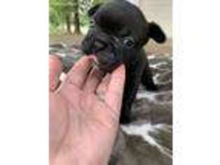 French Bulldog Puppy for sale in Alto, TX, USA