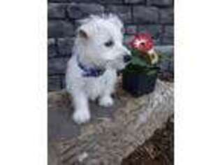 West Highland White Terrier Puppy for sale in Sarasota, FL, USA