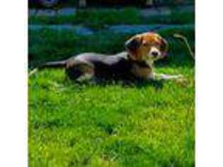 Beagle Puppy for sale in Haledon, NJ, USA