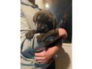Mastiff Puppy for sale in Wabash, IN, USA