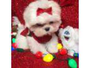 Maltese Puppy for sale in Rome, NY, USA