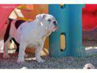Bulldog Puppy for sale in Kinsman, OH, USA