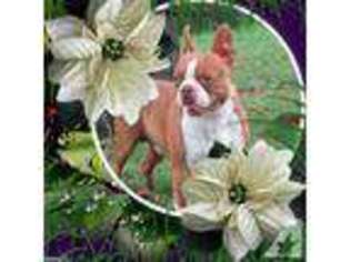Boston Terrier Puppy for sale in VINEMONT, AL, USA