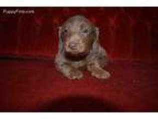 Dachshund Puppy for sale in Oxford, PA, USA