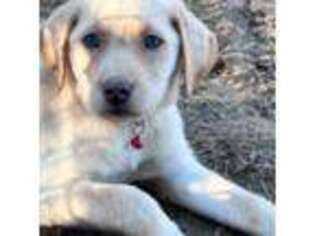 Labrador Retriever Puppy for sale in Midville, GA, USA