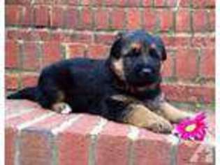 German Shepherd Dog Puppy for sale in PLAINVILLE, GA, USA