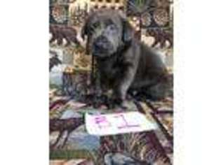 Labrador Retriever Puppy for sale in Winchester, KY, USA