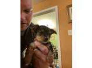 Yorkshire Terrier Puppy for sale in Aylett, VA, USA