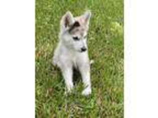 Siberian Husky Puppy for sale in Greeley, CO, USA