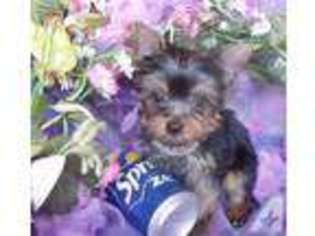 Yorkshire Terrier Puppy for sale in HEAVENER, OK, USA