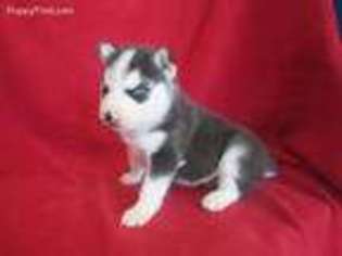 Siberian Husky Puppy for sale in Olpe, KS, USA