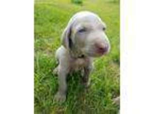 Weimaraner Puppy for sale in Bellaire, MI, USA