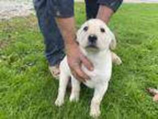 Labrador Retriever Puppy for sale in Middlefield, OH, USA