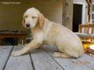 Labrador Retriever Puppy for sale in Midland, MI, USA