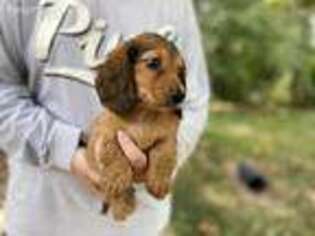 Dachshund Puppy for sale in Troy, MO, USA
