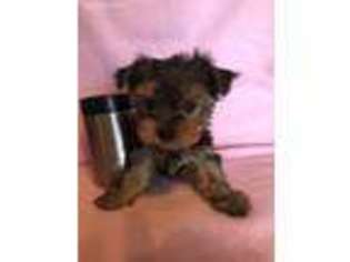 Yorkshire Terrier Puppy for sale in Lake City, IA, USA