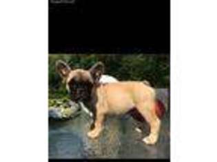 French Bulldog Puppy for sale in Springdale, AR, USA