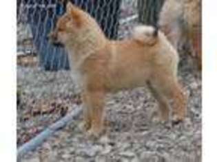 Shiba Inu Puppy for sale in Moscow, OH, USA