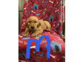 Golden Retriever Puppy for sale in Sherwood, MI, USA
