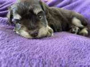 Mutt Puppy for sale in Eagle, ID, USA