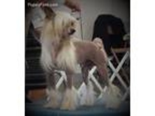 Chinese Crested Puppy for sale in Rock Springs, WY, USA
