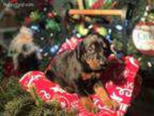 Doberman Pinscher Puppy for sale in Conway, SC, USA