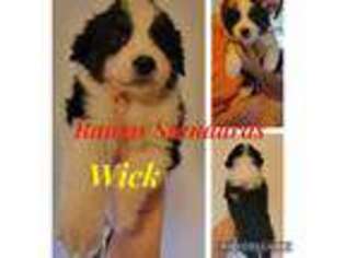 Australian Shepherd Puppy for sale in Pottstown, PA, USA