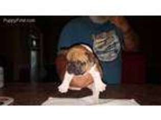 French Bulldog Puppy for sale in Ellabell, GA, USA