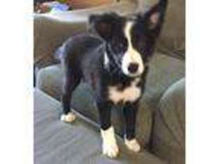 Border Collie Puppy for sale in Keller, TX, USA