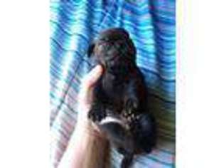 Pug Puppy for sale in Dillwyn, VA, USA