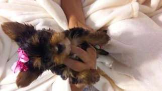 Yorkshire Terrier Puppy for sale in Columbus, GA, USA