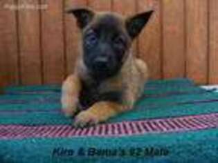Belgian Malinois Puppy for sale in Konawa, OK, USA