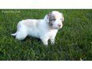 Border Collie Puppy for sale in Alden, MN, USA