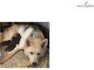 Siberian Husky Puppy for sale in Kansas City, MO, USA