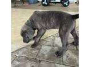 Cane Corso Puppy for sale in Waller, TX, USA