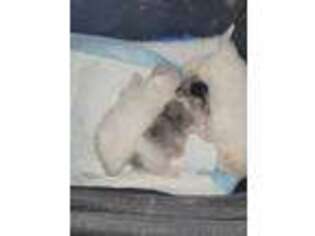 Pomeranian Puppy for sale in Del Rio, TX, USA