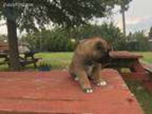 Akita Puppy for sale in Augusta, GA, USA